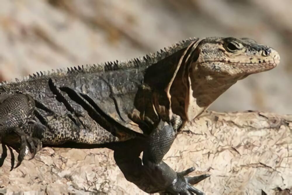 刺尾鬣蜥身份信息