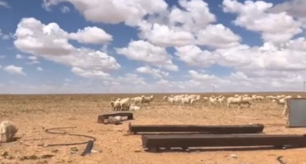 狗狗每日坐摩托车陪主人放羊,好通人性的狗狗