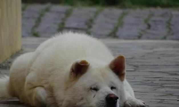 主人离世已三年,秋田犬依然在老地方等待