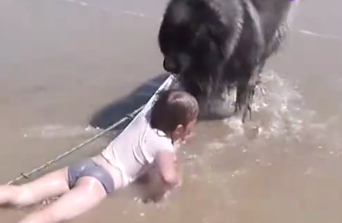 小女孩落水掉下蓄水池，狗狗义无反顾将她救起，全部操作过程太感动了！