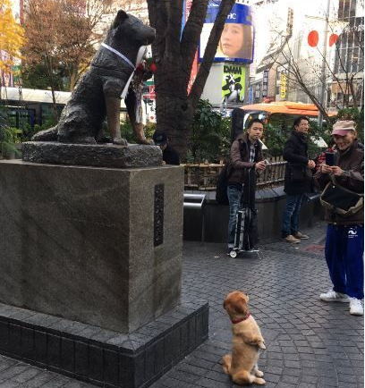 狗狗巧遇忠犬小八 坐直挺腰与八公一起拍照