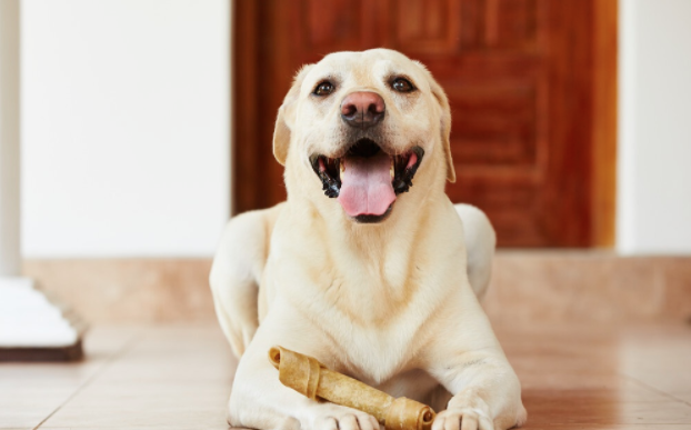 主人不在家宠物犬都忙啥?无非这5件事,铲屎官:最后一个好贴心