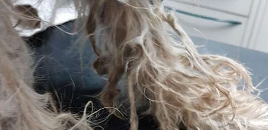 狗狗离世前几小时遭主人抛弃,义工泪崩:临终前它仍不忘寻找主人