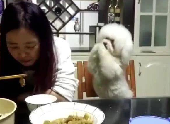主人家用餐不理小狗,狗狗急死了了逐渐拱手取悦,最终一举也是强大