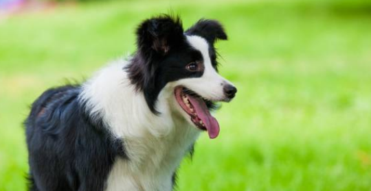 寄养在宠物店的狗狗失踪了,主人要求赔偿36000多元……