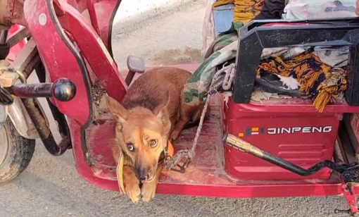 140块,满是惶恐的看家犬上狗肉车,狗贩直言:十块钱我都不喂它