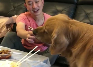 史上最牛蠢的金毛狗狗,主人家一直抓气体给它吃它吃的津津乐道,还淌口水