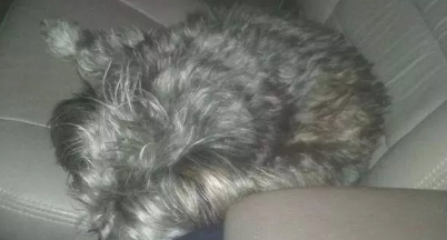 一只宠物犬出外讨饭,弄的和流浪犬一样,她是被遗弃了嘛