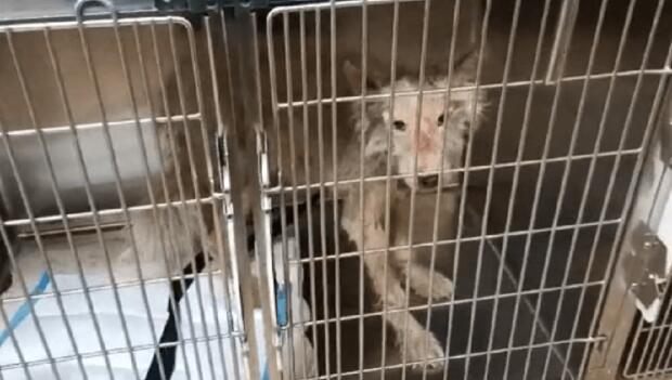 满是褴褛的流浪狗，却不愿离开它的“家”，狼狈模样谁又知它是萨摩耶