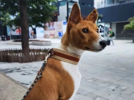柴犬主遭遇尴尬!网购狗狗衣服竟被误认为情趣内衣,同事羡慕不已!