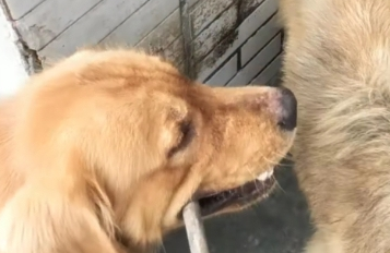 土狗犯错误被主人经验教训，金毛在一旁阻拦，网友见到后要笑喷了