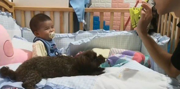 超级弟控贵宾犬 不容许任何人欺负弟弟