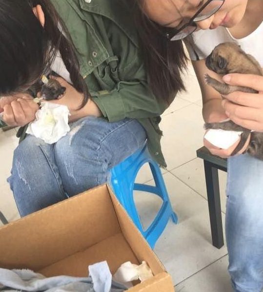 出来遛狗金毛狗狗帮我产生这玩意儿，治好他们，想给他们一个家