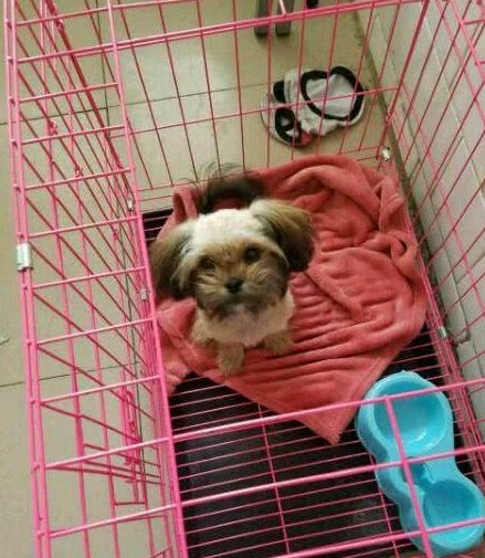 在我家门前扒们的流浪狗一身恶臭却可怜兮兮看不出是什么品种