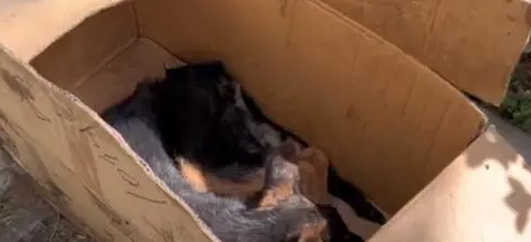 得了犬瘟的德牧奋力想挣脱命运,但令人心寒的则是冷言冷语