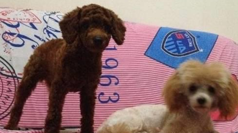记录下来了两只泰迪犬的成长过程,它们陪伴着小主人,不让其孤单