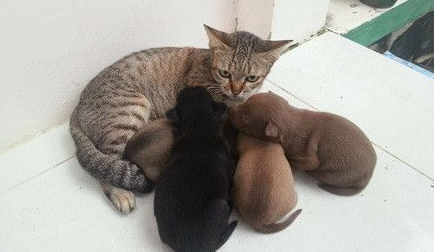虎斑猫遭一群狗宝宝讨奶喝 猫咪一脸无奈因为是公的