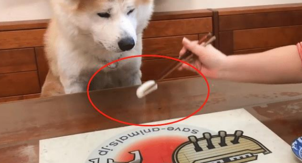秋田犬已经9岁了,却像“忍者”一样,结果让主人防不胜防