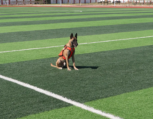 “蓝汪汪”养成计划丨搜救犬“麒麟”前来报到!