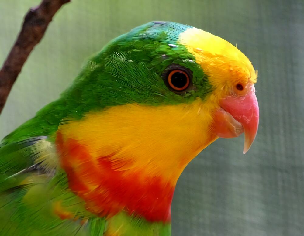 超级鹦鹉身份信息