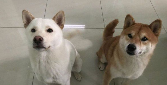 翘家惯犯柴兄弟 和外面汪密谋计画一起逃家