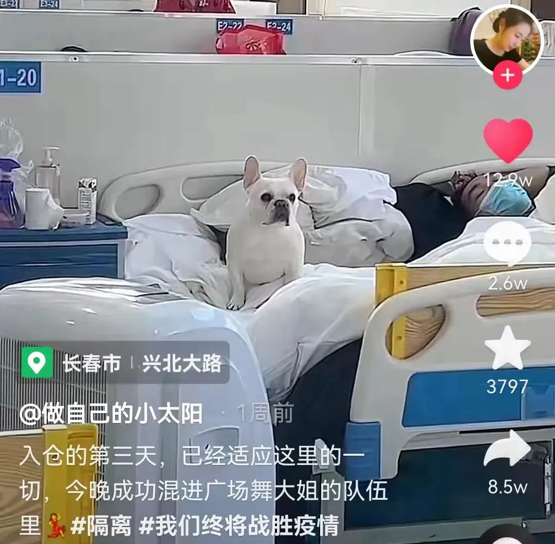 狗狗10天变团宠|上海一方舱医院狗狗随主人一起出院