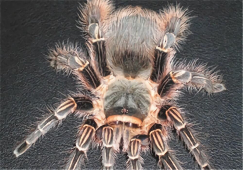 粉红斑马脚身份信息