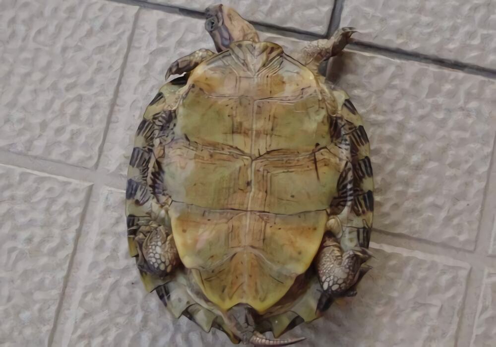 条颈摄龟身份信息