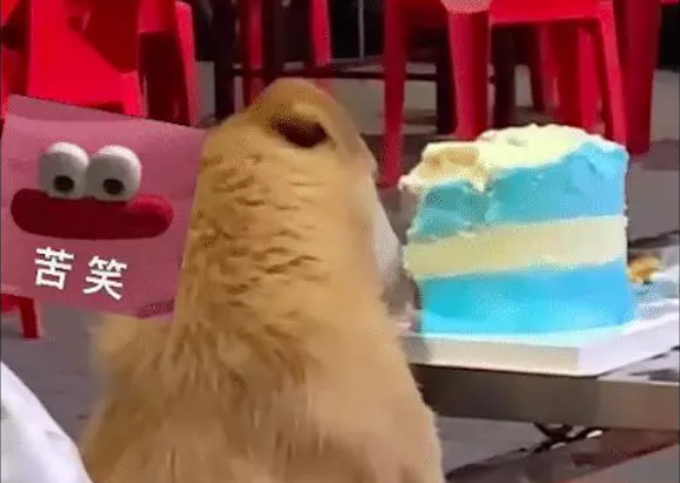 朋友在外过生日, 蛋糕却被流浪狗给偷吃了! 狗, 祝你生日快乐哈!