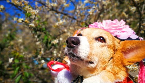 柯基犬在繁殖场被救 幸遇把拔带它旅游看世界
