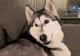 看到主人在游戏里撸狗，狗子气炸直接开骂，这是连电子醋都吃？