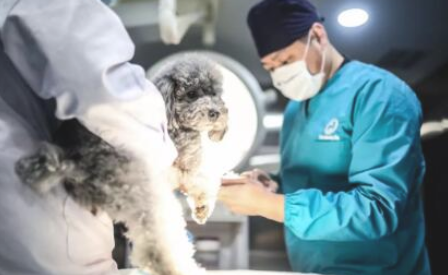 家中宠物犬进宠物诊所90%的消耗,全是因为这一件事