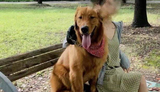 金毛犬被不良托运害死,肇事公司只肯赔6千,狗的生命不值钱?