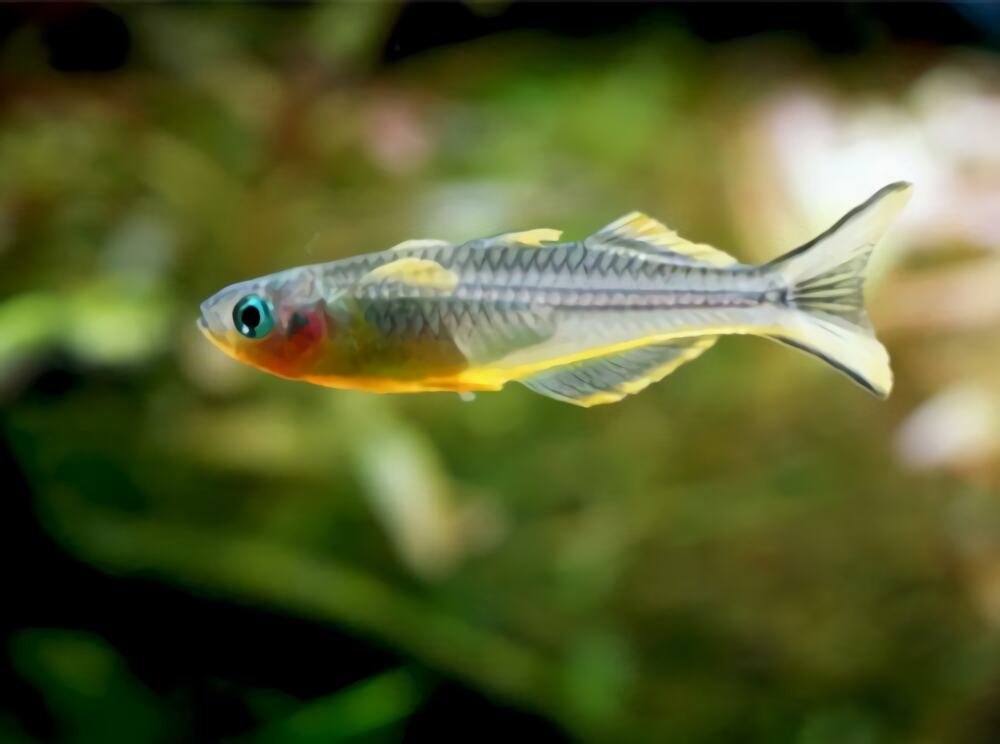 霓虹燕子身份信息