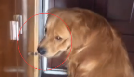 主人外出后,狗狗一直在大门口守着,这一幕真令人泪崩
