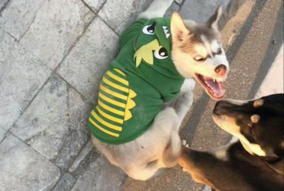 哈士奇和柴犬打架斗殴,每一张照片全是表情包,二哈:搞笑幽默我从未输过