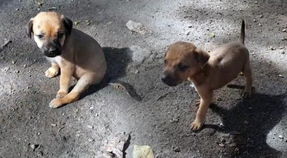 瘦到皮包骨的流浪狗妈妈，把食物让给小狗，还带好心人去看孩子