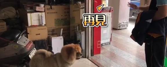 主人出门不带狗狗,狗狗瞬间崩溃,大喊大叫疯狂撒娇