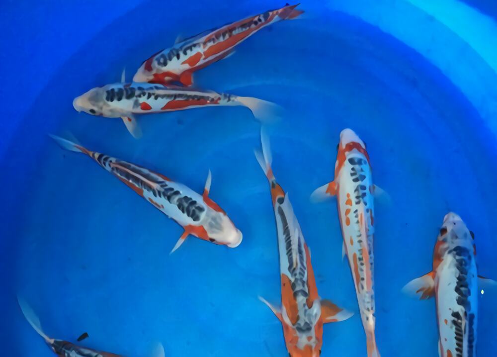 秋翠锦鲤身份信息