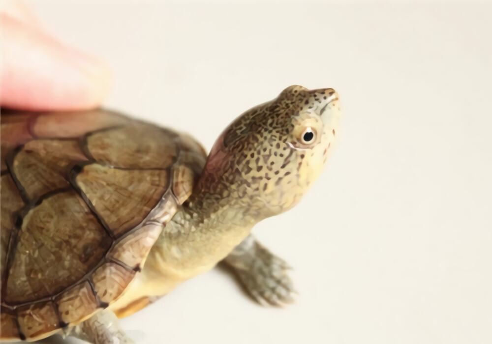 哈雷拉泥龟身份信息