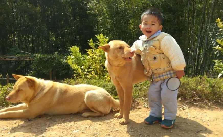 两劫匪夜里打劫加油站,英勇狗狗奋不顾身赶走劫匪,被赞忠犬