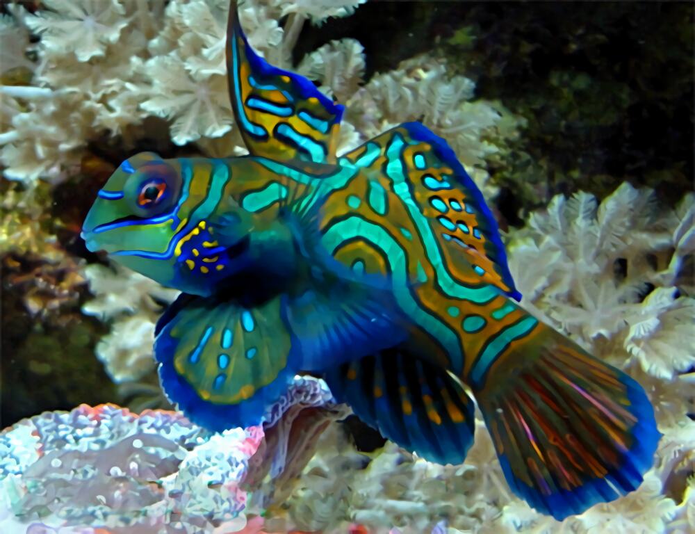 五彩青蛙身份信息