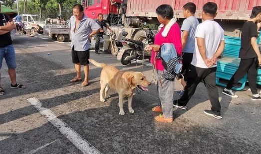 农村狗市价格便宜,河南客户整车采购:买狗方式与众不同