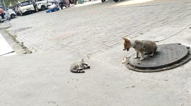 狗子拴在路边,猫咪站在狗子够不到的地方挑衅