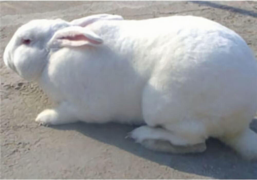 新西兰兔身份信息