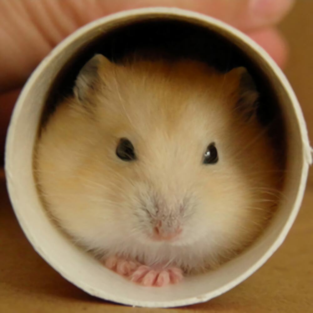 布丁仓鼠身份信息