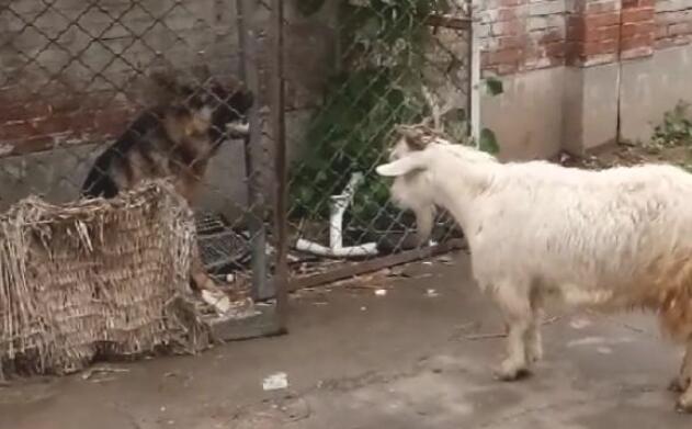德牧狗狗不是德牧犬吗?现如今却被一只羊吓住
