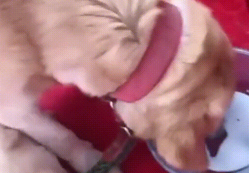 路上偶遇走丢爱犬,时隔一年已生4娃,主人:特别的缘分