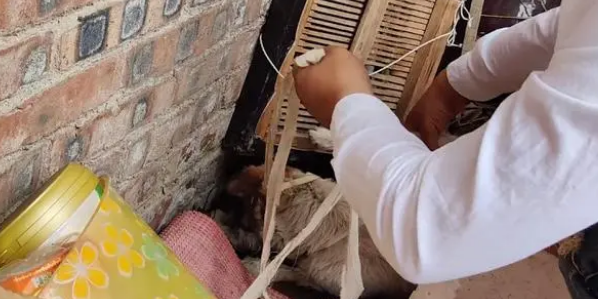车祸致盲,它竟还能坚持回家,只因为它是小狗的妈妈