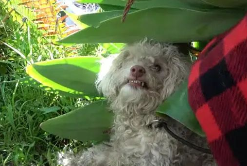 贵宾犬险些被撞,路人靠近就暴咬,救援后才知道它“看不见”